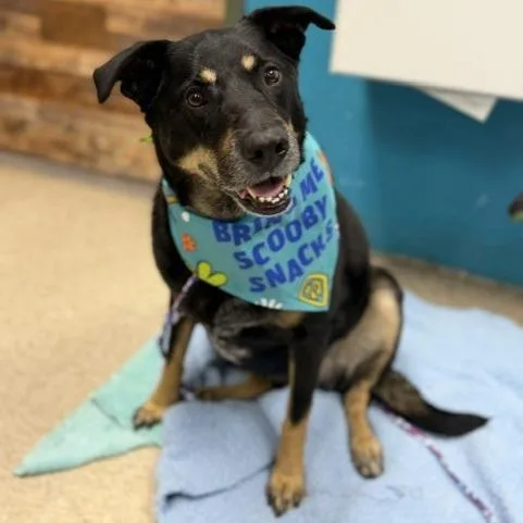 An adult large-sized female Black Shepherd dog named Piper for adoption in Bullhead City, AZ