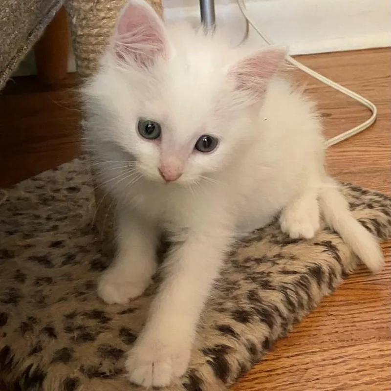 A baby small-sized male White Domestic Short Hair cat named Ronaldo Keith for adoption in Morrison, CO