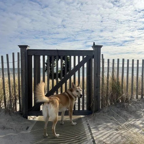 An adult medium-sized female Yellow / Tan / Blond / Fawn Husky dog named Layla for adoption in Hamden, CT