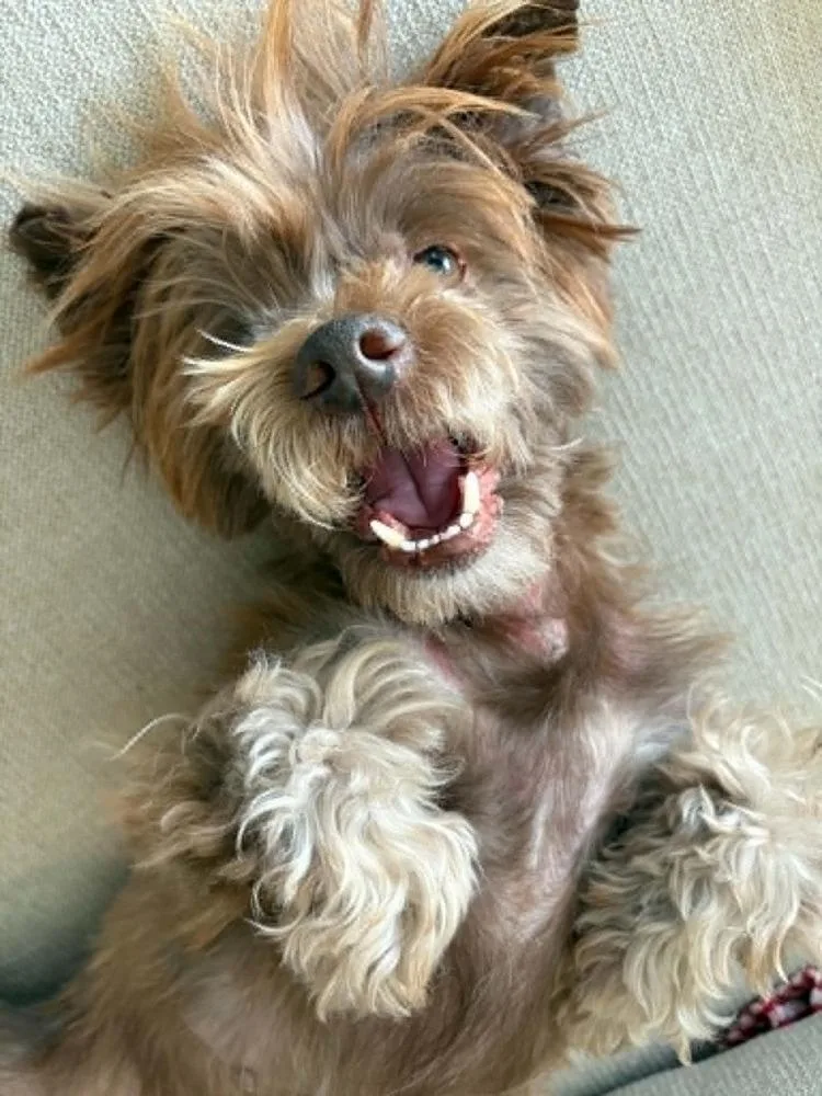Skipper