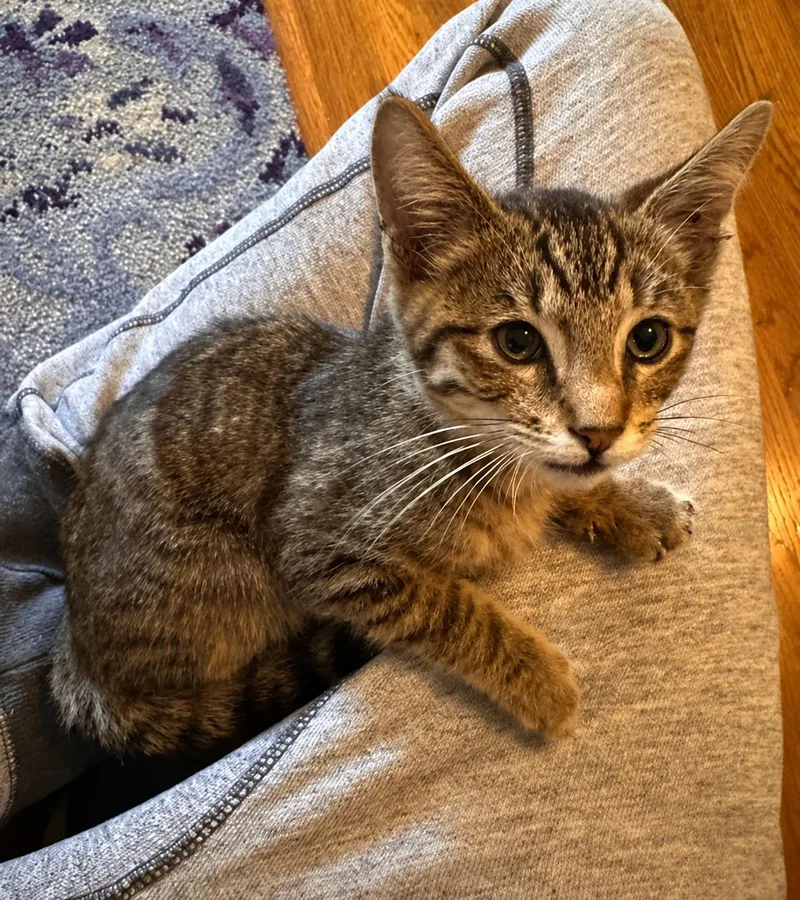 A baby medium-sized male Tabby cat named Max for adoption in Palo Alto, CA