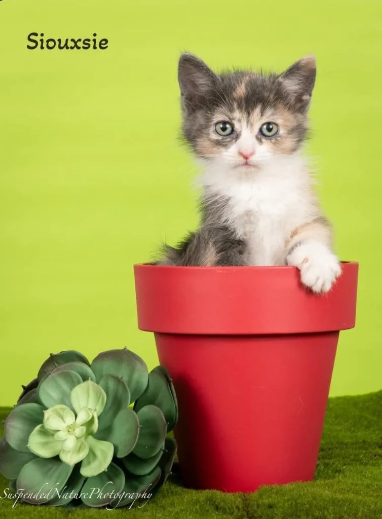 A baby small-sized female Calico cat named Siouxsie for adoption in San Jacinto, CA