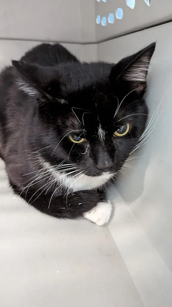 An adult medium-sized male Black & White / Tuxedo Domestic Short Hair cat named 007 for adoption in Evansville, IN
