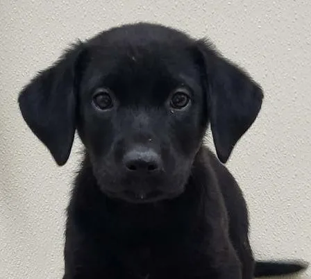 A baby medium-sized male Black Mixed Breed dog named Patriotic for adoption in Groveland, MA