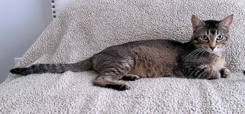 A young medium-sized female Domestic Short Hair cat named Sophie for adoption in White Bear Lake, MN