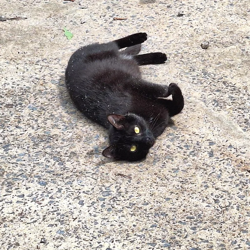 An adult medium-sized female Domestic Short Hair cat named Starkrimson for adoption in Cumming, GA