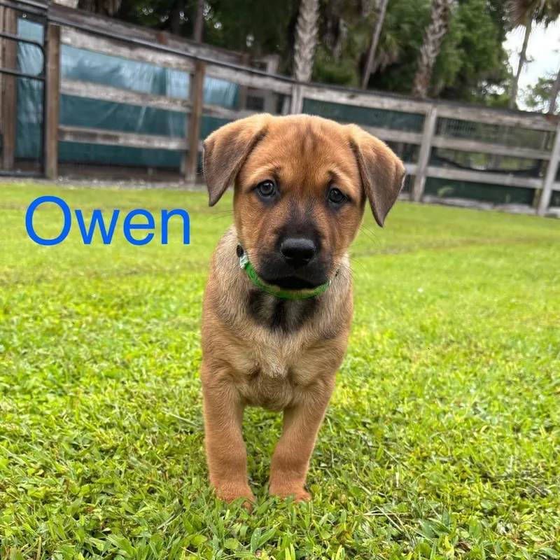 A baby medium-sized male Brown / Chocolate Labrador Retriever dog named Owen for adoption in Wellington, FL