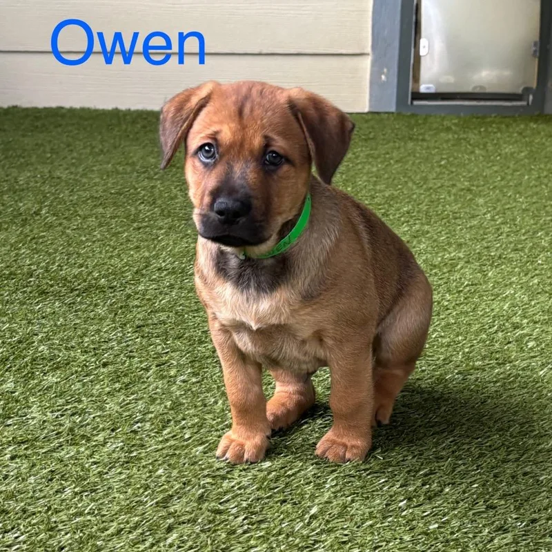 Owen thumbnail 2