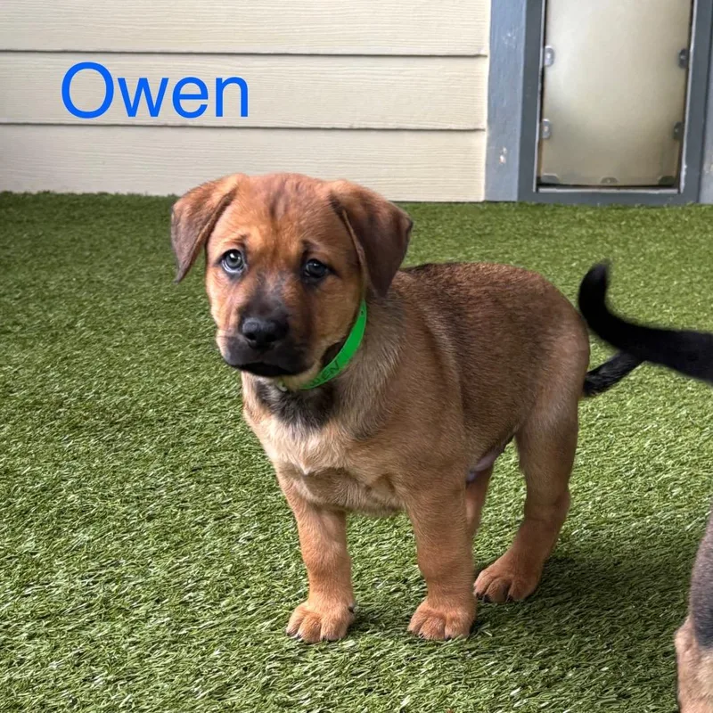 Owen thumbnail 3