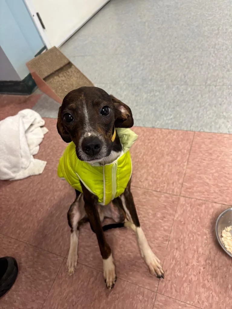 A baby medium-sized male Mixed Breed dog named Peanut for adoption in Wabash, IN