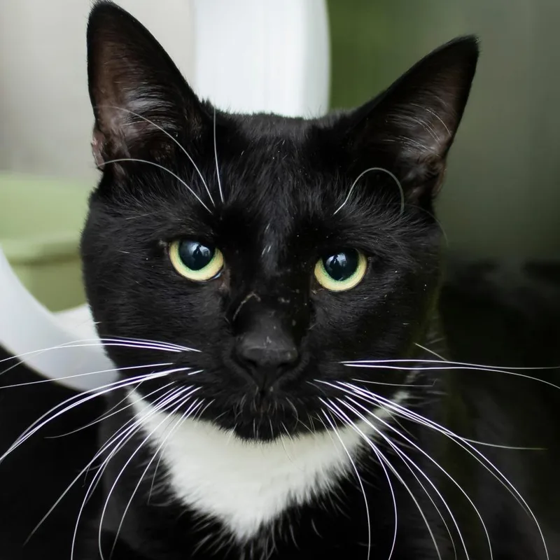 A young large-sized male Black Domestic Short Hair cat named Detective Karadec for adoption in Middletown, RI
