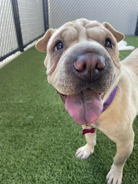 An adult medium-sized female Shar-Pei dog named Moomoo for adoption in San Diego, CA
