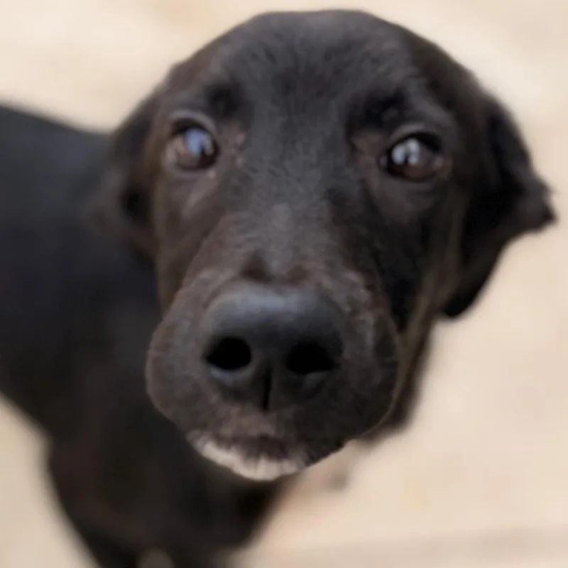 A baby medium-sized male Labrador Retriever dog named Webster for adoption in Thornton, CO