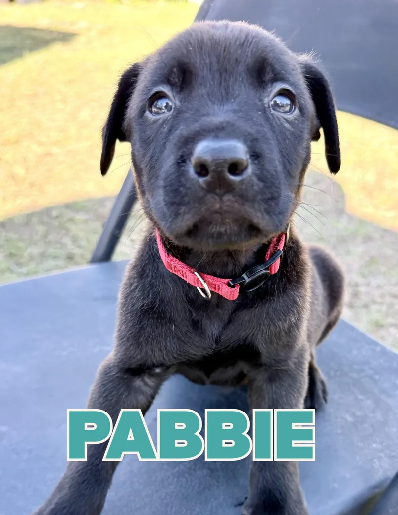 Pabbie