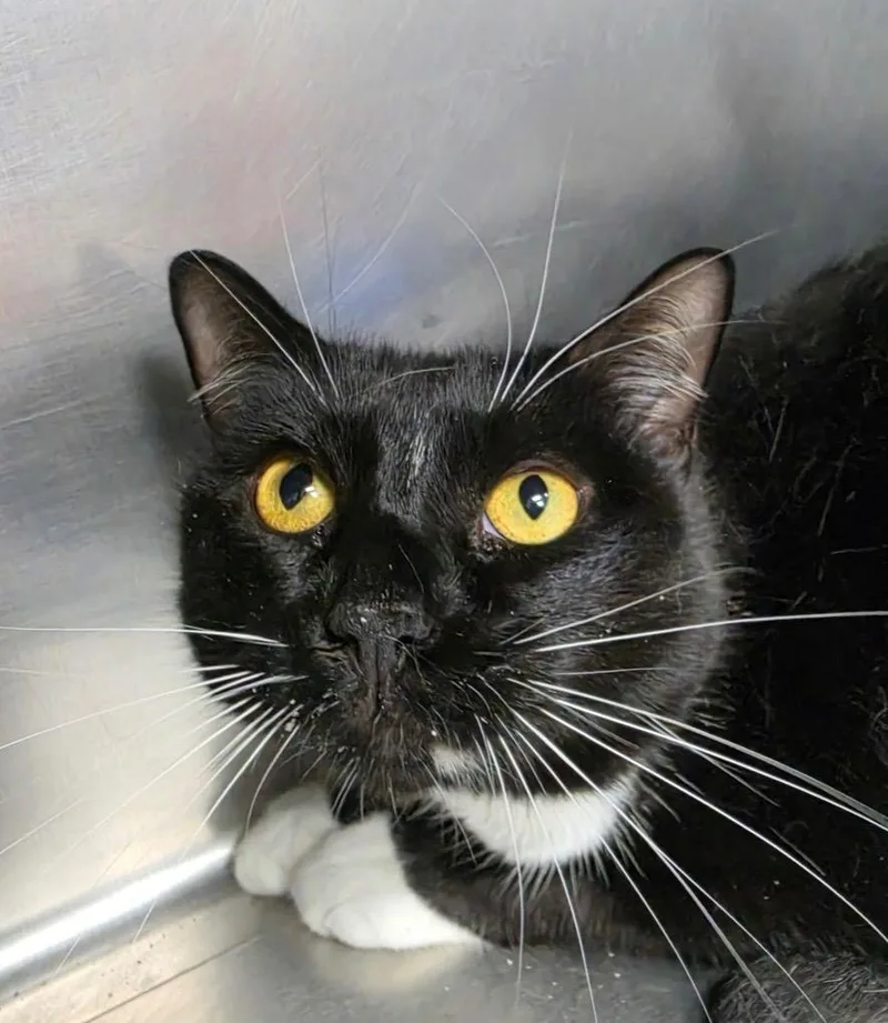 An adult large-sized male Domestic Short Hair cat named Joker for adoption in New Manchester, WV