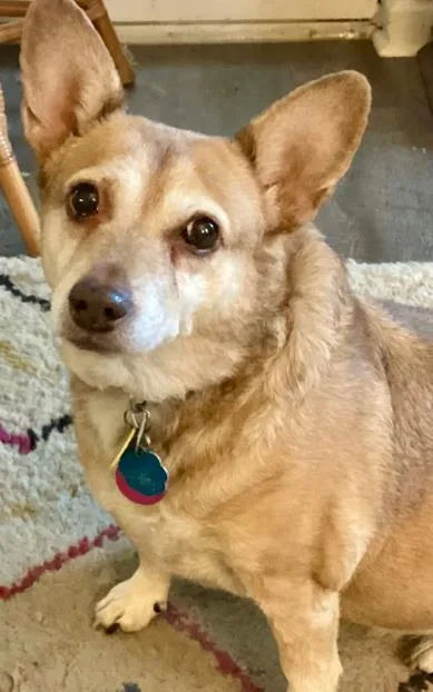 A senior medium-sized female Chihuahua dog named Britta for adoption in San Antonio, TX