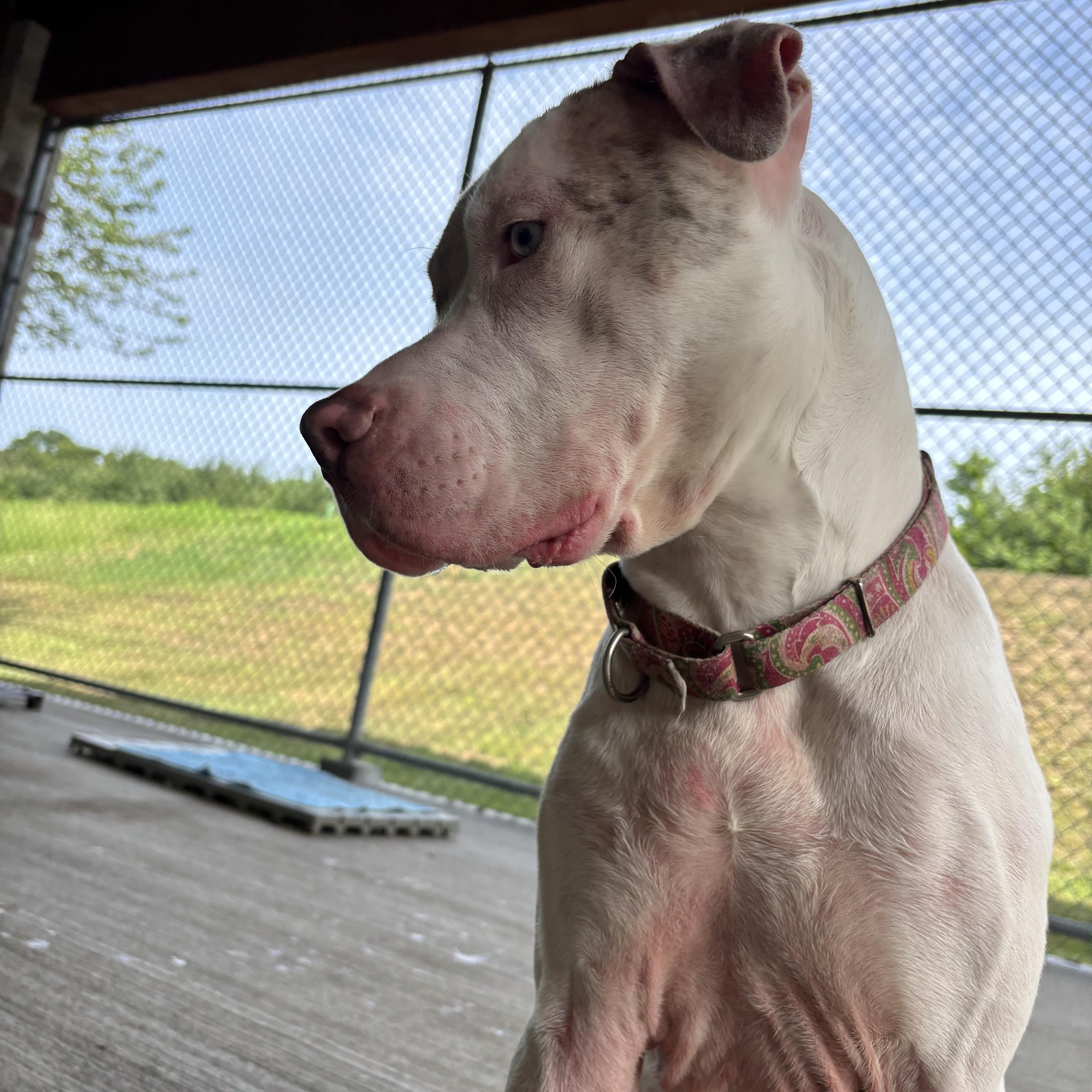 A young extra large-sized male White / Cream Great Dane dog named Winter for adoption in Cranston, RI