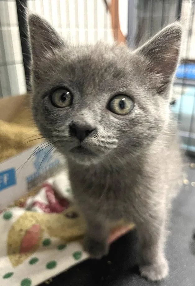 A baby medium-sized female Gray / Blue / Silver Domestic Short Hair cat named Winky for adoption in Carrollton, GA