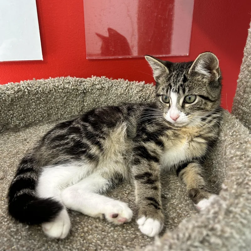 A baby small-sized male Tabby (Brown / Chocolate) Domestic Short Hair cat named Theos for adoption in North Haven, CT