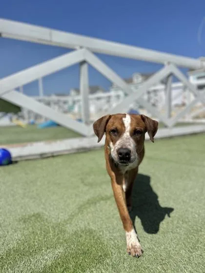 An adult medium-sized male Australian Cattle Dog / Blue Heeler dog named Tadpole for adoption in Fort Worth, TX