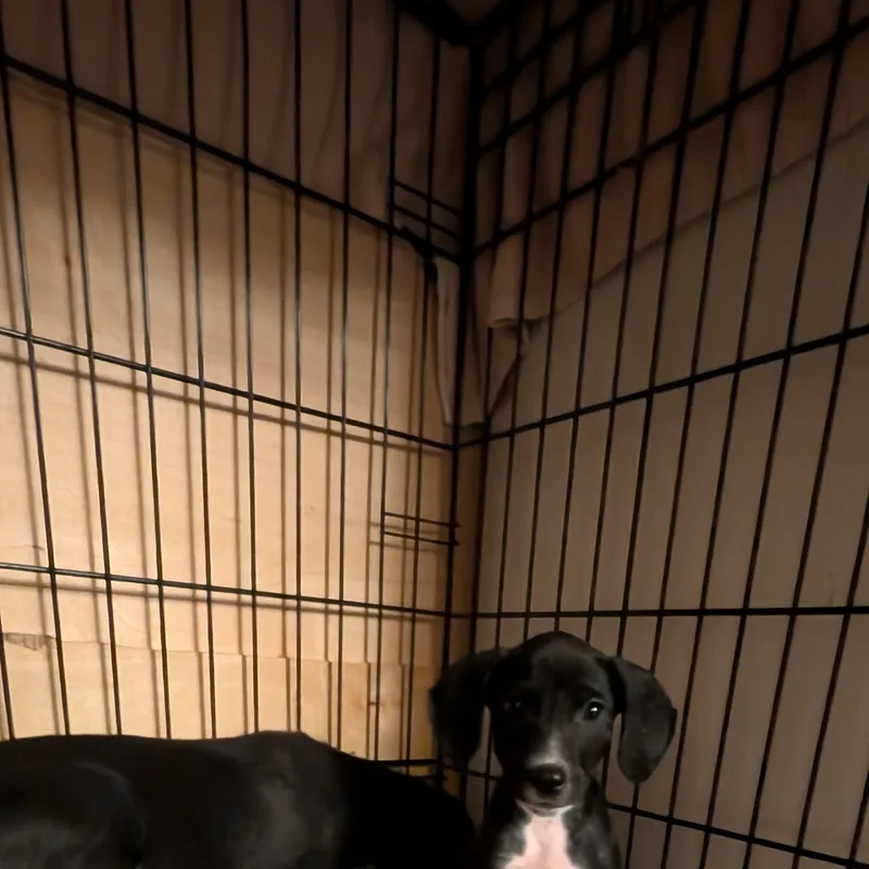 A baby medium-sized female Black Collie dog named Sundae for adoption in Browns Mills, NJ