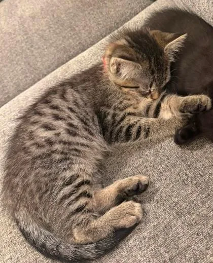 Cutie Patootie