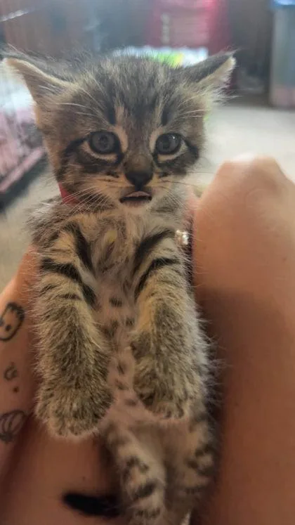 Cutie Patootie thumbnail 2