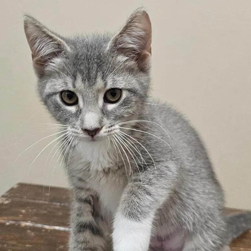 A young large-sized female Domestic Short Hair cat named York for adoption in Cumming, GA