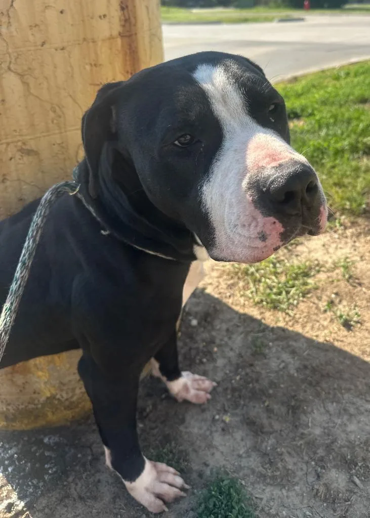 A young large-sized male Mixed Breed dog named Jovi for adoption in Warren, MI