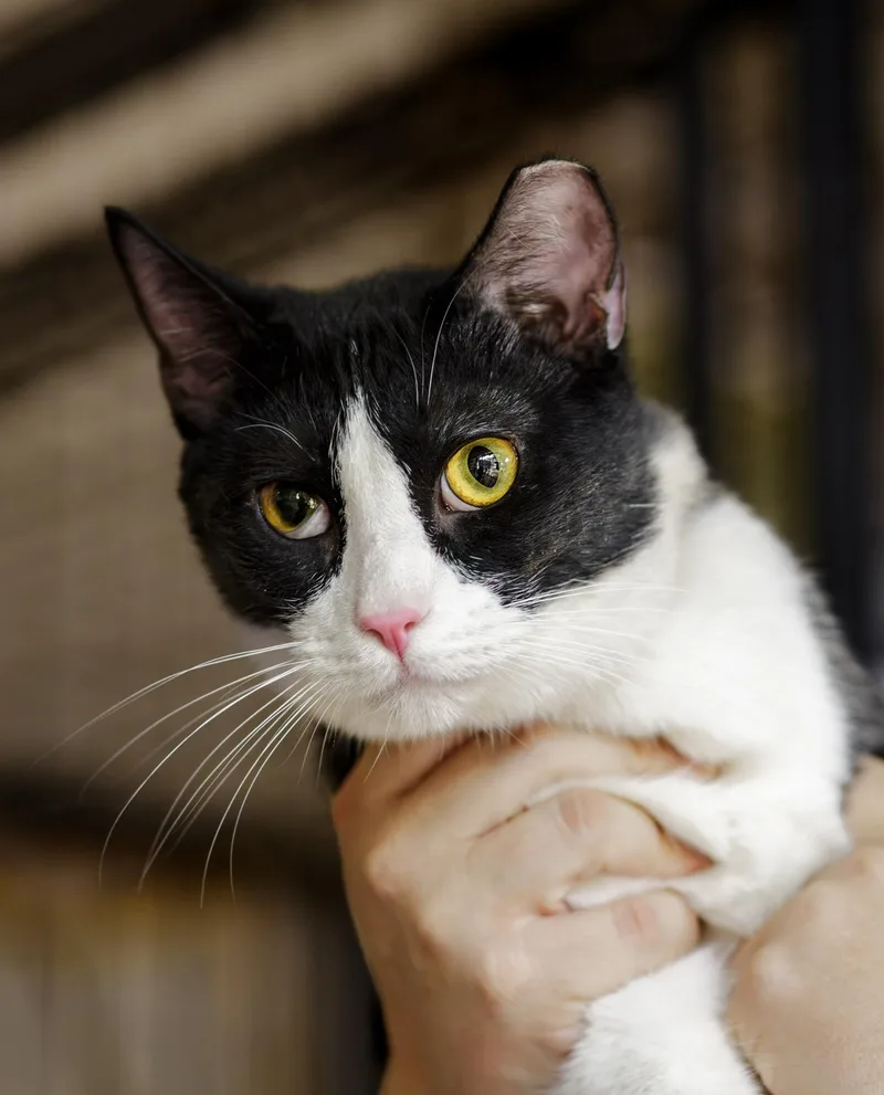 An adult large-sized male Black & White / Tuxedo Domestic Short Hair cat named Parsley for adoption in Marana, AZ