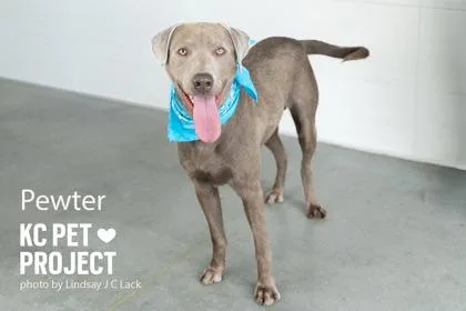 An adult large-sized male Yellow / Tan / Blond / Fawn Mixed Breed dog named Pewter for adoption in Kansas City, MO
