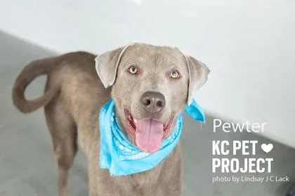 Pewter thumbnail 2