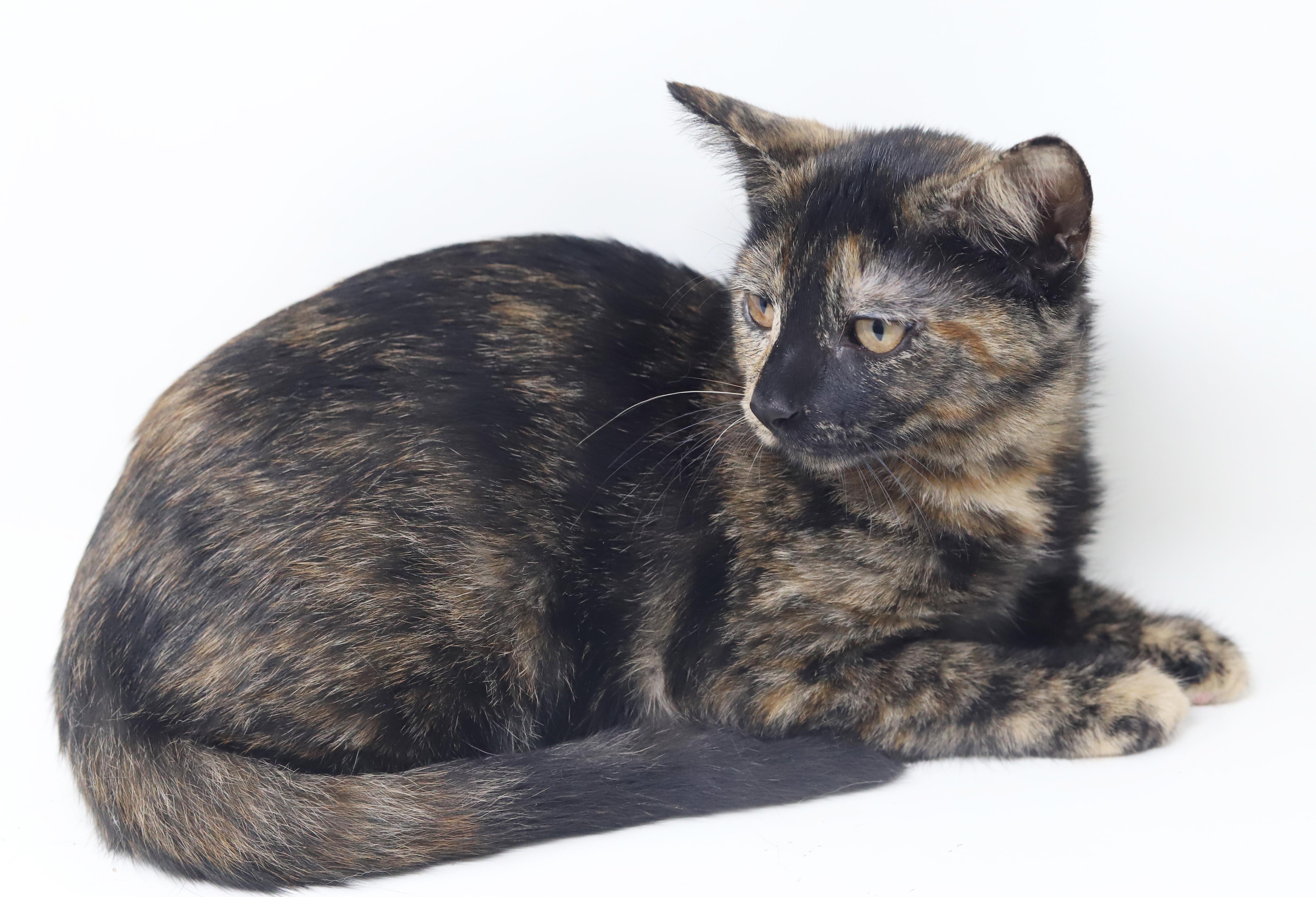 A baby small-sized female Tortoiseshell cat named Olive Garden is nothing for adoption in Bedford Hills, NY