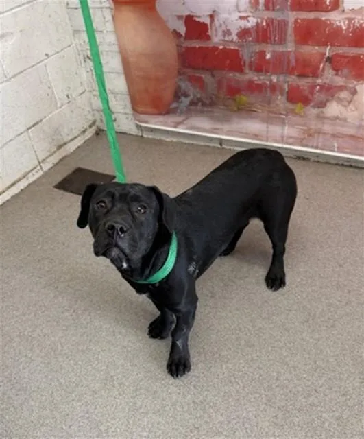 A young medium-sized female Pit Bull Terrier dog named Jamie for adoption in San Bernardino, CA