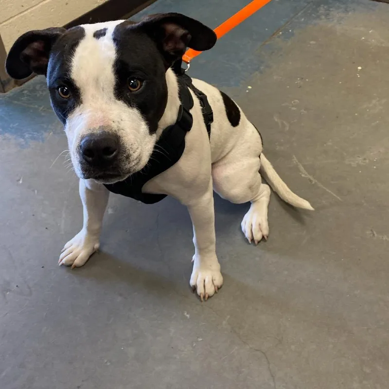 A young medium-sized female White / Cream Mixed Breed dog named Coco Cookie for adoption in Memphis, TN