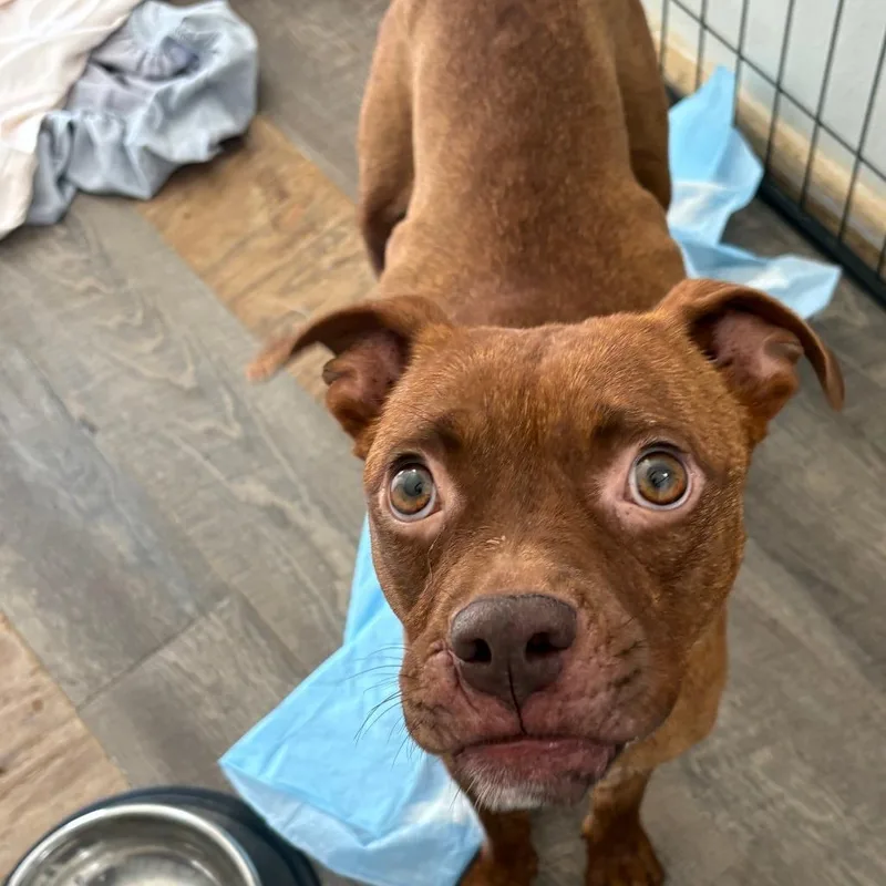 An adult medium-sized female Red / Chestnut / Orange Boxer dog named Josephine for adoption in Tulsa, OK