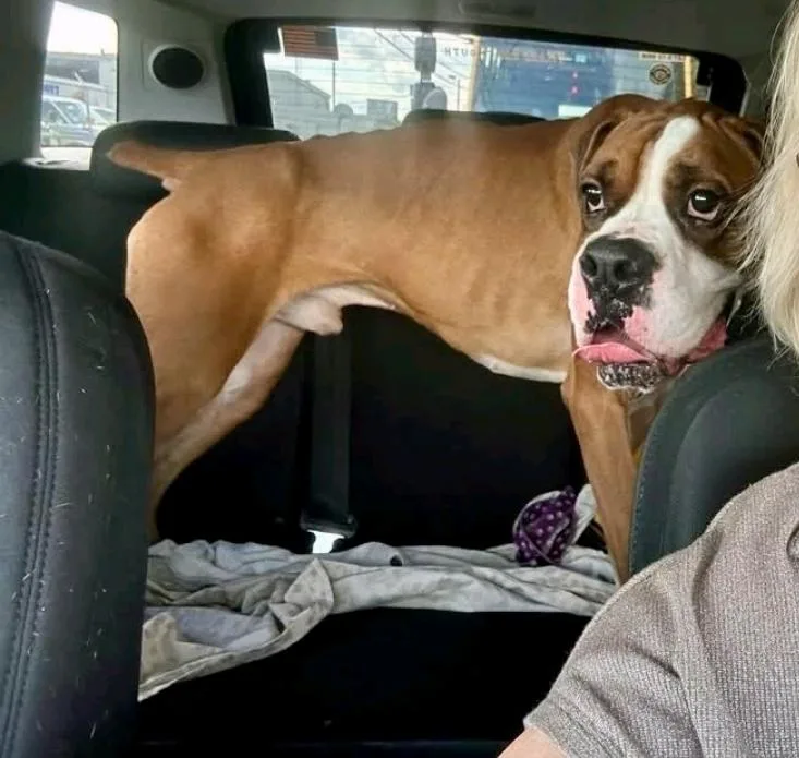 A young large-sized male Boxer dog named Thor for adoption in Torrington, CT