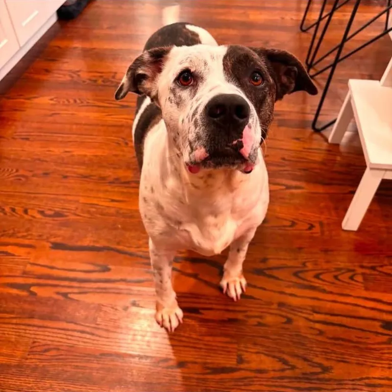Petey thumbnail 2