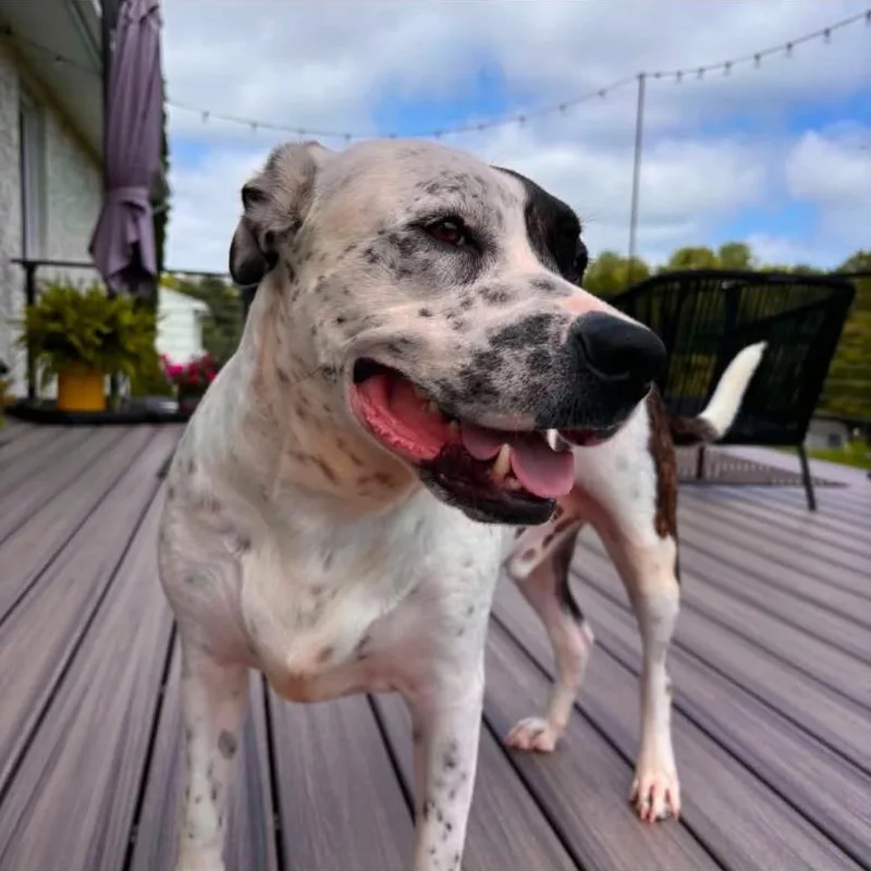Petey thumbnail 4