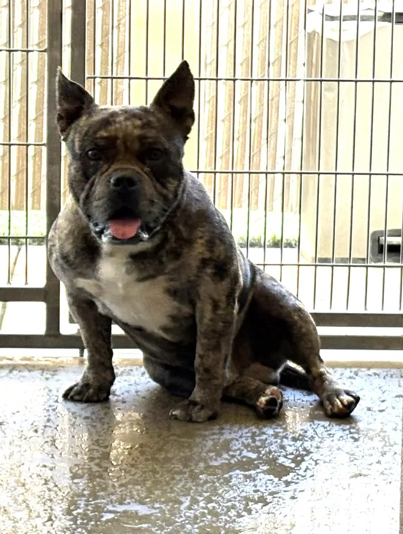 An adult small-sized male Brindle French Bulldog dog named Buda for adoption in Mesquite, NV