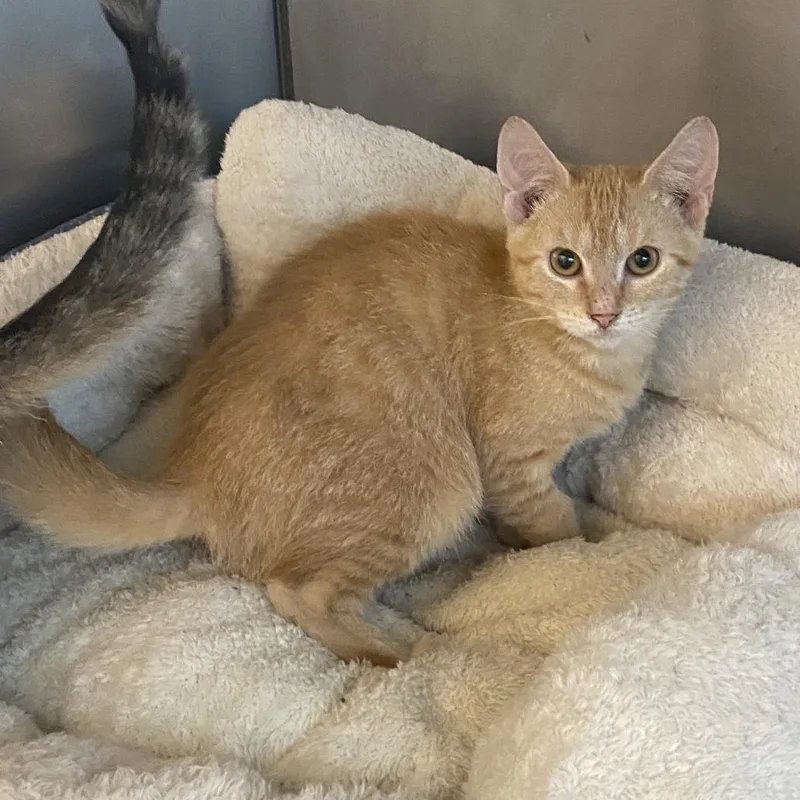 A baby small-sized female Brown / Chocolate Domestic Short Hair cat named Zinnia for adoption in Wadena, MN