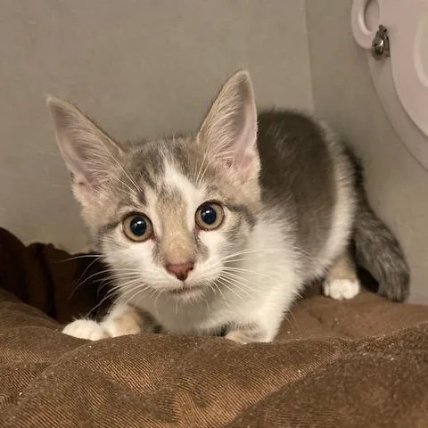 A baby small-sized male Gray / Blue / Silver Domestic Short Hair cat named Sabo for adoption in Dayton, OH