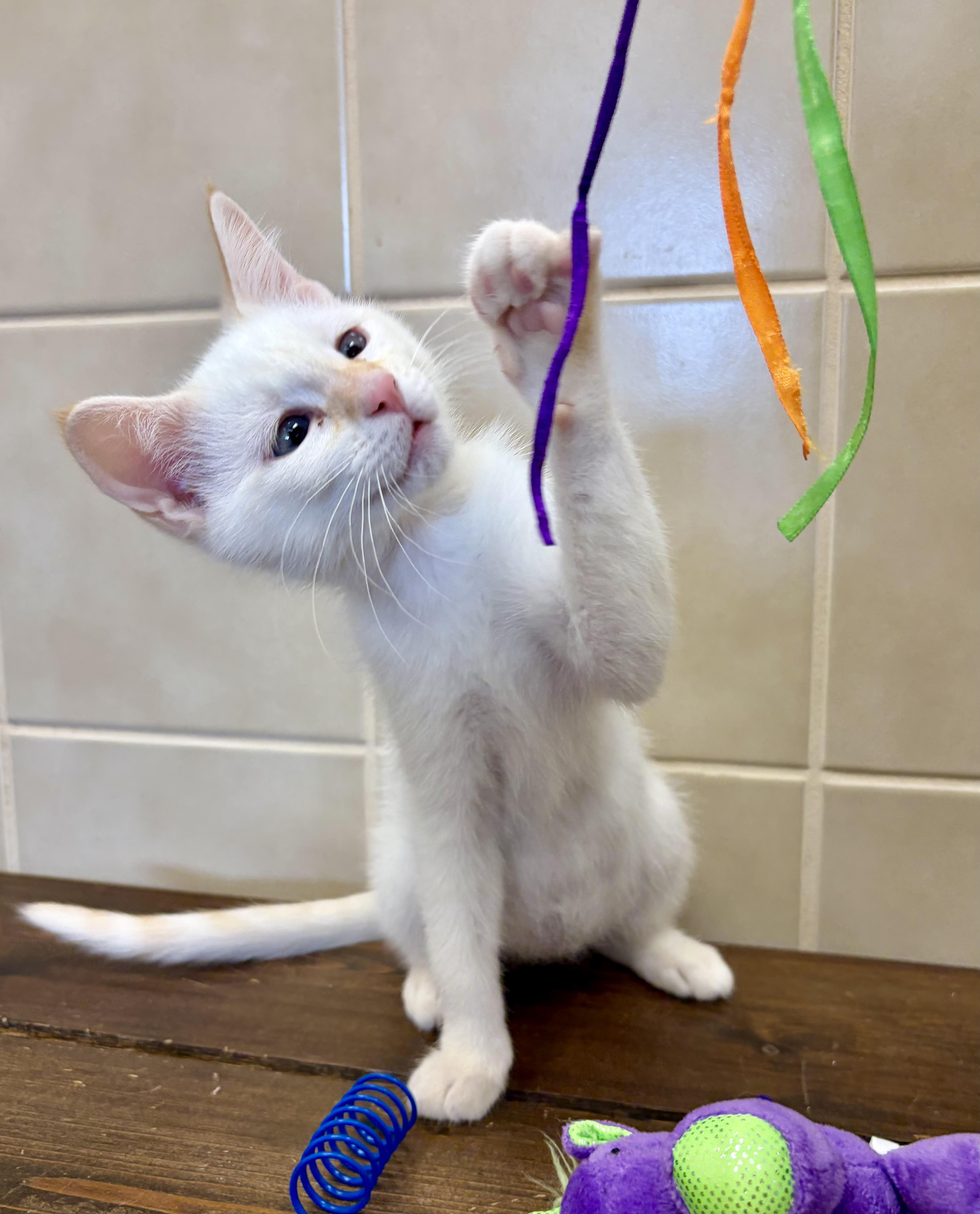 A baby medium-sized female Flame Point Siamese cat named Tabitha for adoption in Kerrville, TX