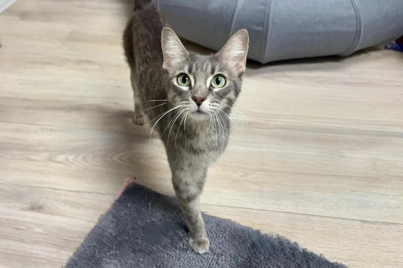 An adult medium-sized female Domestic Short Hair cat named Sagebrush for adoption in Fountain Hills, AZ