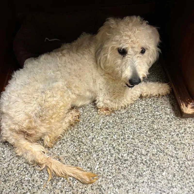 A young medium-sized female White / Cream Mixed Breed dog named Pearl for adoption in DeKalb, IL