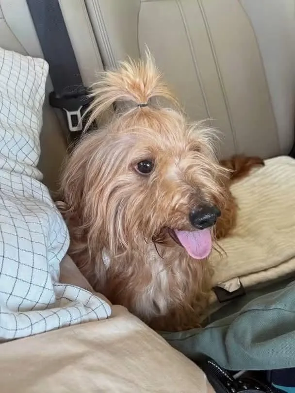 An adult small-sized male Yellow / Tan / Blond / Fawn Dachshund dog named Maui for adoption in Burbank, CA