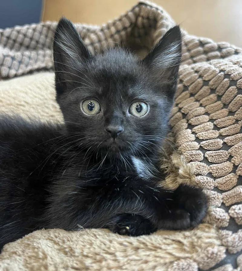 A baby small-sized female Black American Shorthair cat named Macchiato Reilly for adoption in Staten Island, NY