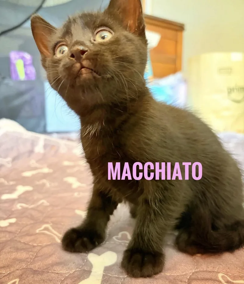 Macchiato Reilly thumbnail 4