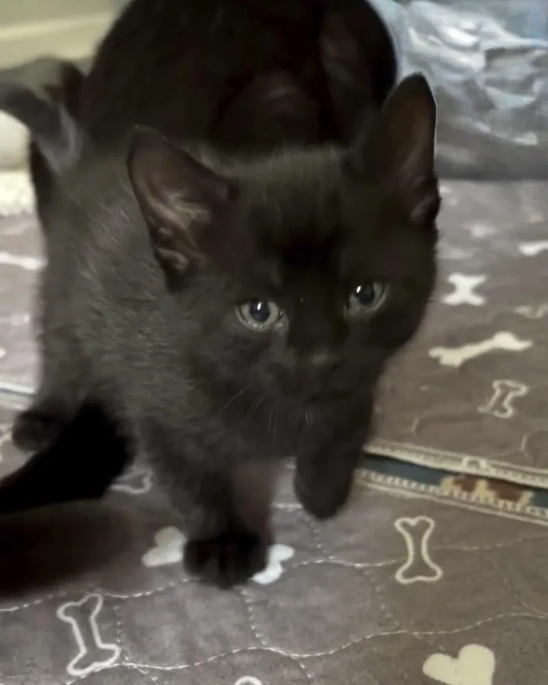 Macchiato Reilly thumbnail 6