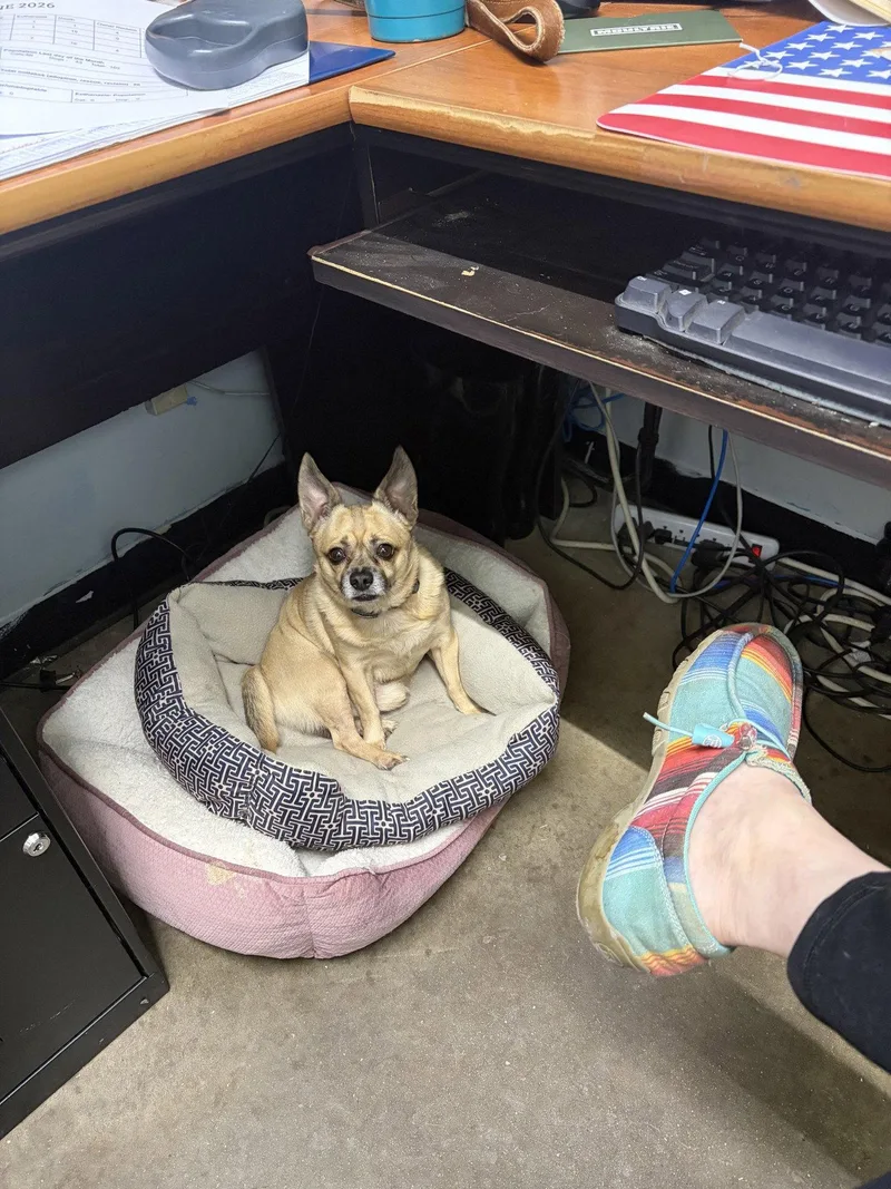 A senior small-sized male Chihuahua dog named Brownie for adoption in Ringwood, NJ